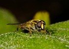  MG 6837 sumpfschwebefiege